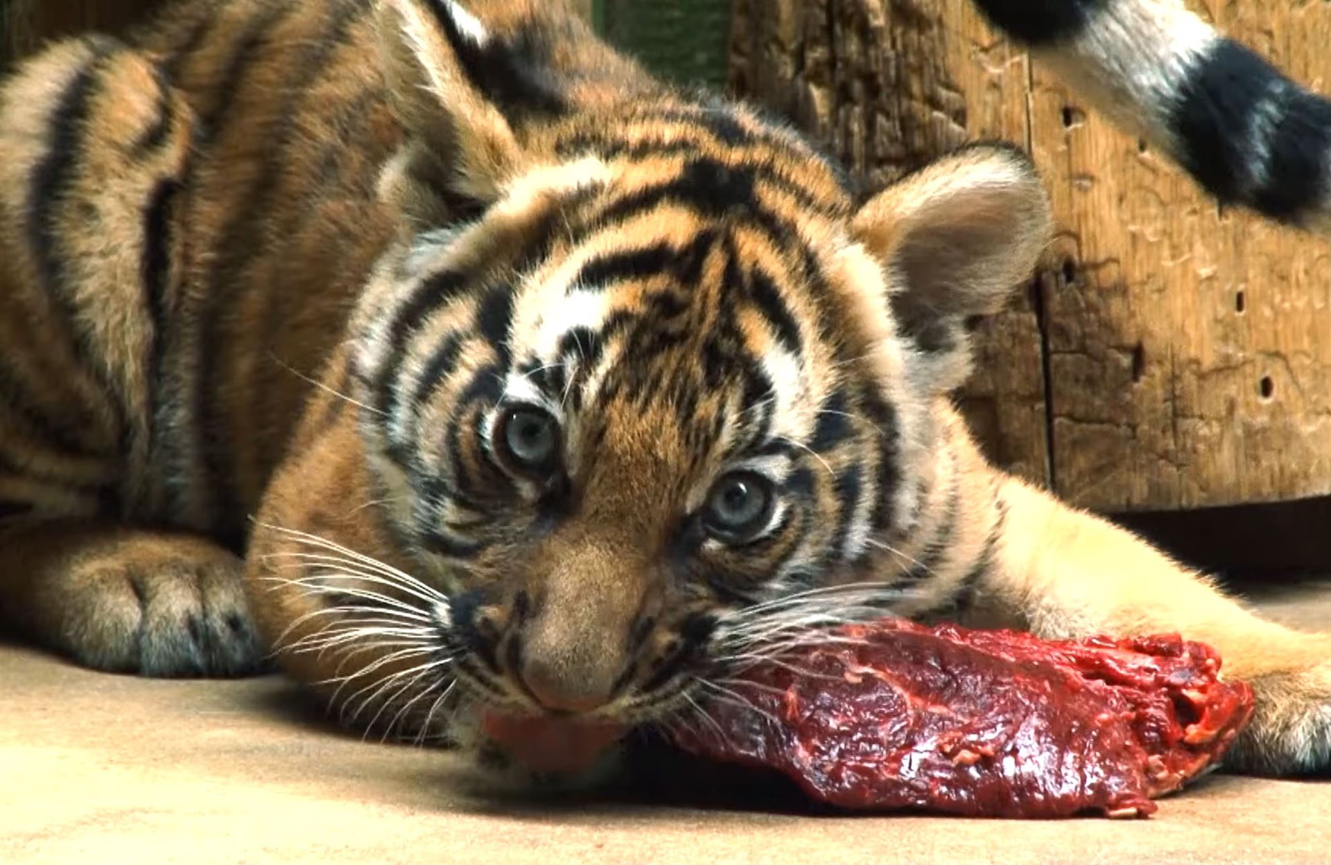 Malajský tygr. Kočky! Miluju tygří koťata. A obdivuji ZOO Praha